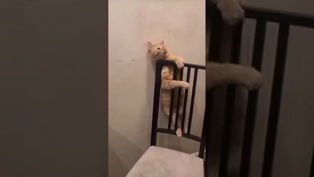 Кот, который не привык сдаваться