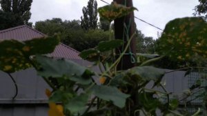 огурцы в бочке во дворе