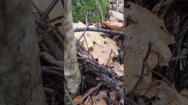 грибная поляна, опята осенние хоть косой коси, грибные места смотреть онлайн