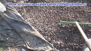 03 09 23г  Пион древовидный  Готовим место и почву