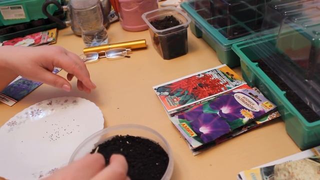 Посев гелиотропа семенами .Часть 1. смотреть онлайн