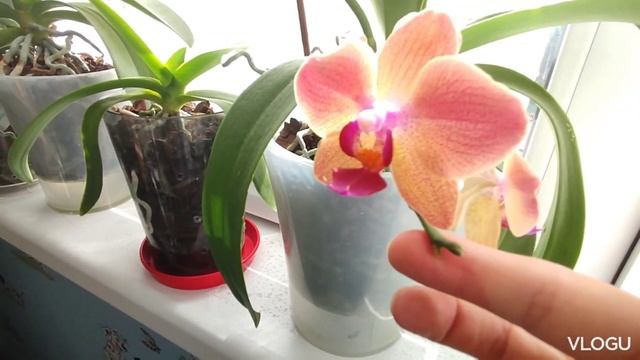 Первое домашнее цветение брассии#орхидеи#брассия#цветы#цветоводство#цветение смотреть онлайн