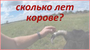 Как узнать возраст коровы? Жизнь в деревне.