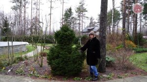 Ели обыкновенные  лучшие сорта!