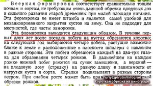? Внимание! Можно ли ОБРЕЗАТЬ виноград 1-2 года на "ОБРАТНЫЙ РОСТ" на 2-3 глазка? Короткая обрезка!