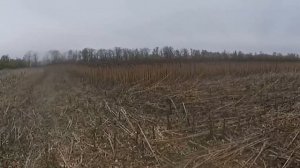 Уборка подсолнуха часть 2.? Подсолнух на 24.10.21. Урожай 2021 27ц с гектара