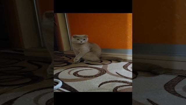 шотландская лиловая кошка
