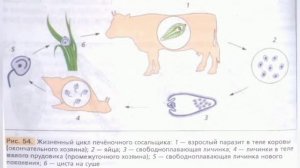 Краткий пересказ §15 разнообразие плоских червей: сосальщики и цепни. Биология 7 класс Константинов