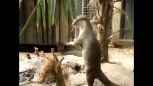 Otters dancing