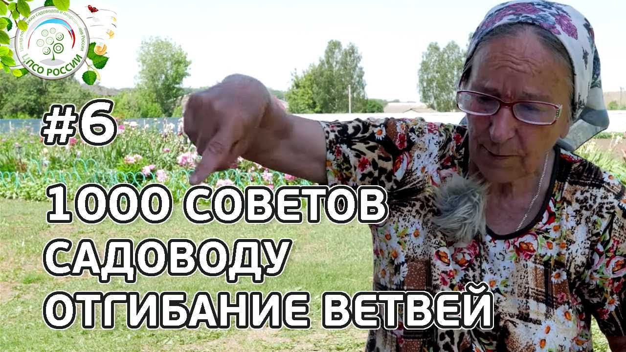 Формирование плодовых деревьев. Все про отгибание ветвей. Ответы на вопросы.