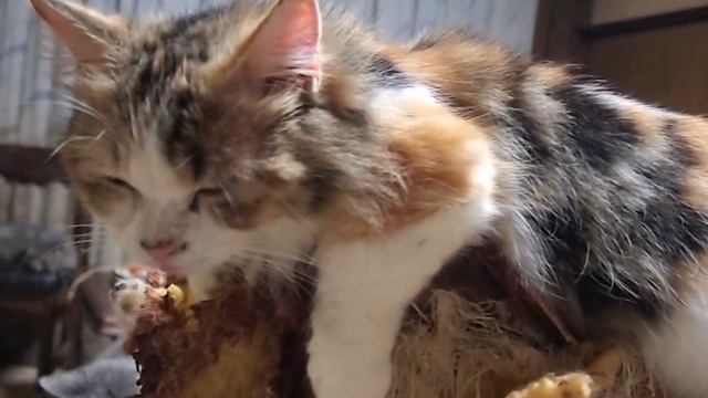 Olympus pen e-pl1. Hermione the munchkin. смотреть онлайн