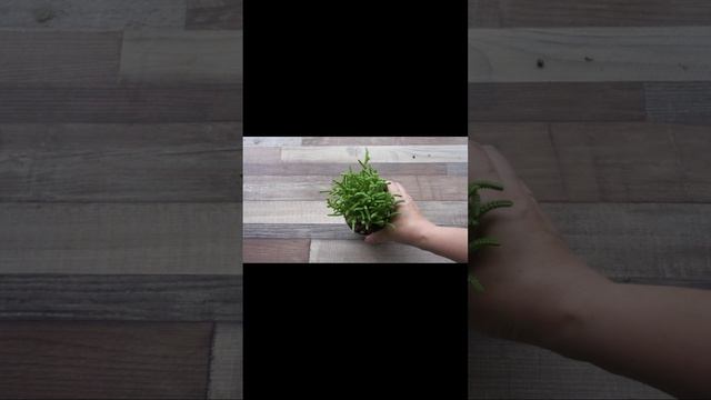 Крассула ликоподиоидес (Crassula lycopodioides, muscosa)