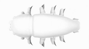 Инопланетная биосфера - часть 3 - Спекулятивная биология