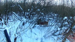 Охота на кабана с лайкой.