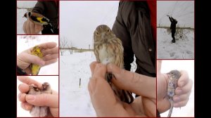 Ловля певчих птиц.  Реполовы и всякая всячина.