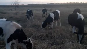 Откорм бычков сарай для бычков 2част