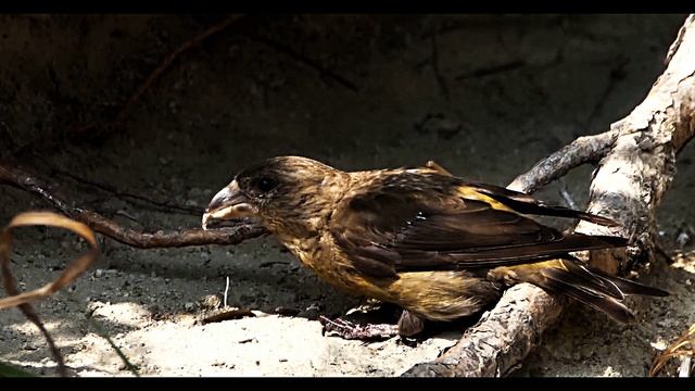Клёст (Loxia curvirostra)   лесная певчая птица