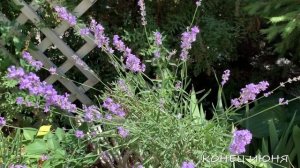 ЛАВАНДА Аромат Соблазна Защита от злых сил Лекарство от мигрени 😉 ( значение и применение)