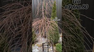 ФОРМИРОВАНИЕ ЛИСТВЕННИЦЫ на ШТАМБЕ ?