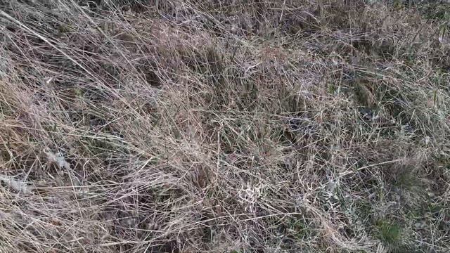 Сбор синеножки (рядовка лиловоногая) - 24 марта 2023 года. смотреть онлайн