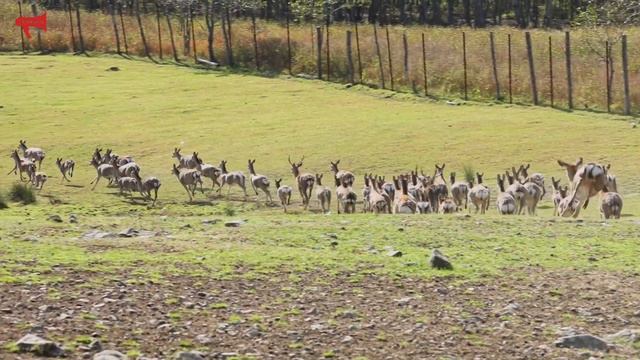 Экопарк "Леопарды на Гамова" в Приморском крае смотреть онлайн