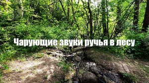 Чарующие звуки ручья в лесу
