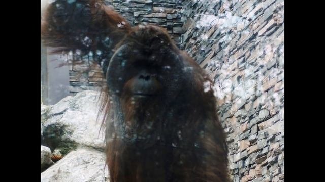 Зоопарки в России Новосибирск / Zoos In Russia Novosibirsk