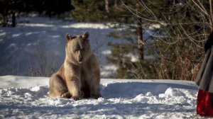 Russian Bear  " A meeting" / Русский Медведь Степан "Встреча"