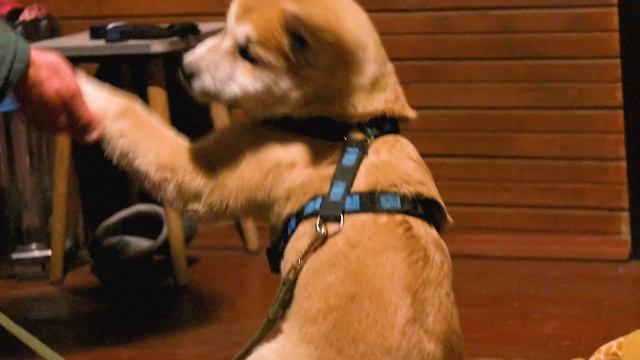 Акита-ину Тайки | Гелиос 44-2 | Canon M100 смотреть онлайн