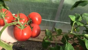 🍅 Томат F1 Фамилия| Этот томат я загубил сам