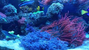 Морской аквариум 250+100 литров