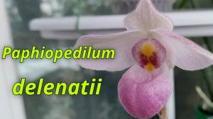 Paphiopedilum delenatii. Описание и уход.