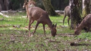 Canon Powershot SX70 HS - Photo animalière dans la forêt de Rambouillet