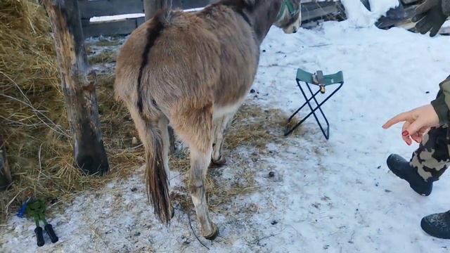 ОБРЕЗАНИЕ КОПЫТ У ОСЛА Мастер класс от опытного конника | ПЕРЕЕХАЛА ИЗ ГОРОДА В ДЕРЕВНЮ смотреть онлайн