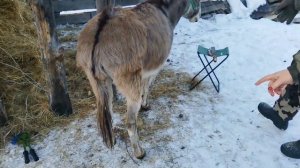 ОБРЕЗАНИЕ КОПЫТ У ОСЛА Мастер класс от опытного конника | ПЕРЕЕХАЛА ИЗ ГОРОДА В ДЕРЕВНЮ