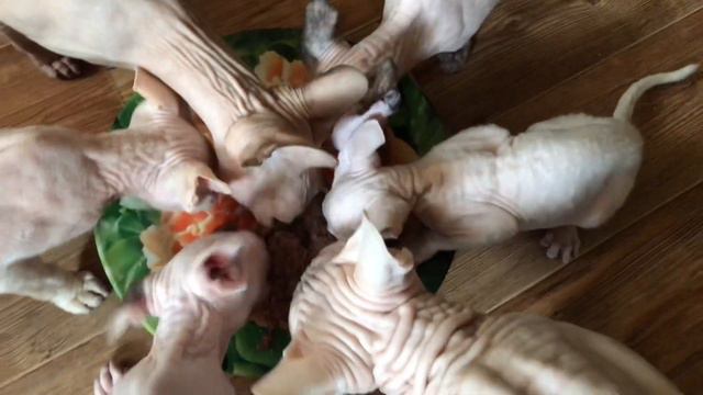 Котики любят эту консерву😻 на расхват! #котики #сфинксы