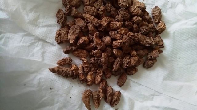 Долихос. Тыква красная шапочка. Земляной миндаль орех Чуфа. Посылка от садовода любителя из Липецка