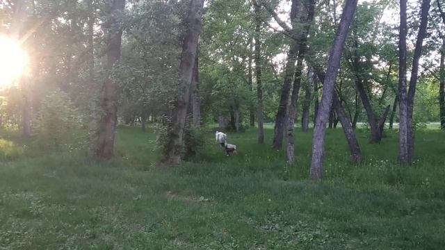 Оцени: Пробежка борзой. Как бегает русская борзая. Чудо!