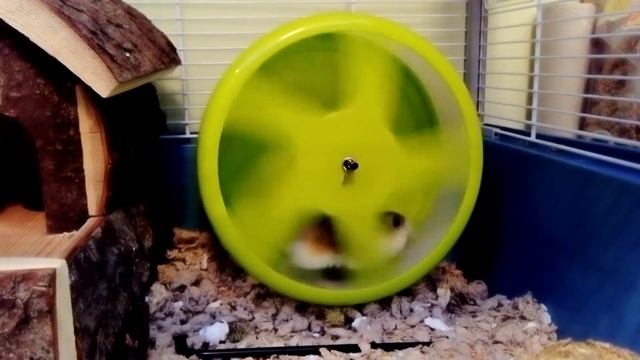 Хомяк роборовского бегает в колесе смотреть онлайн