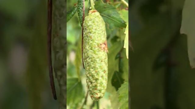 Weeping birch (Betula pendula 'Youngii') - young female catkin close up - July 2018