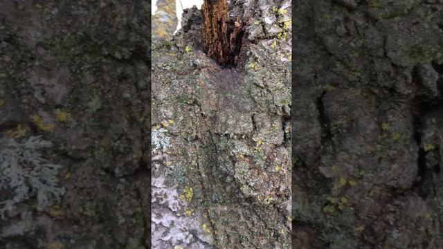 White Poplar (Populus alba) - bark - December 2017