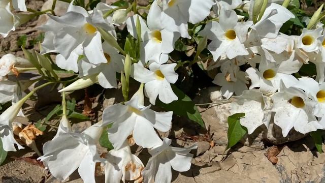 Стих: Рука милости смотреть онлайн