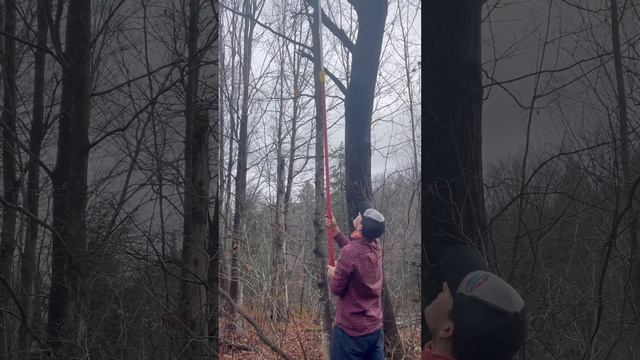 Hand held brush hogging with Greenworks pole hedge trimmer