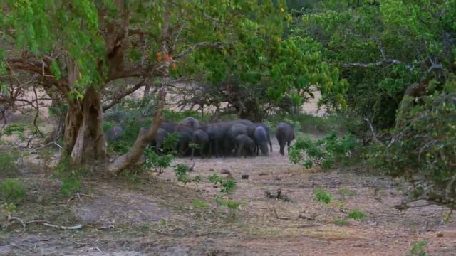 Тайная жизнь Леопардов смотреть онлайн