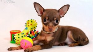 ПЛЮСЫ и МИНУСЫ ТОЙ-ТЕРЬЕРА