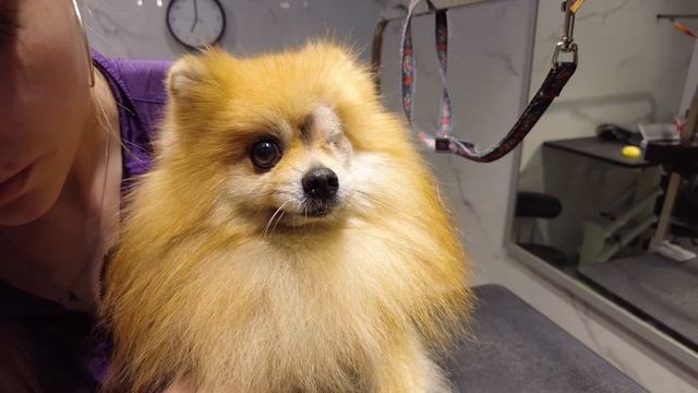 Приехали новые хозяева Леона! Ротвейлер Майя нашла дом! смотреть онлайн