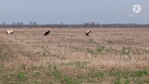 Пасу коров на колхозном поле
