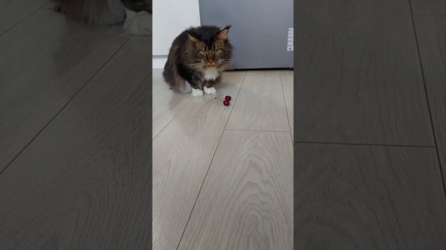 Черешенка 🍒 для Яндекса
#Yandex_coon