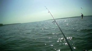 Ловля окуня и судака на Сурском водохранилище