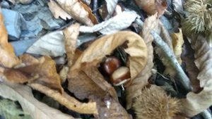 Как растет каштан